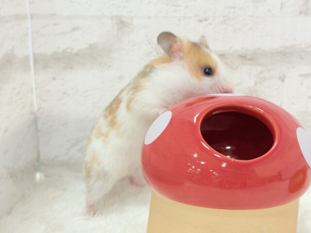 ゴールデンハムスター