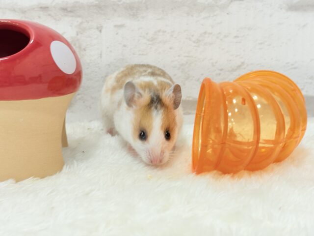 ゴールデンハムスター