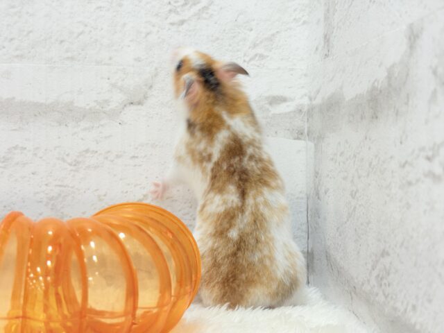 ゴールデンハムスター