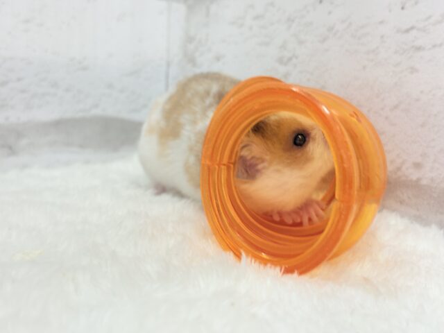 ゴールデンハムスター