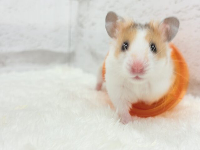 ゴールデンハムスター