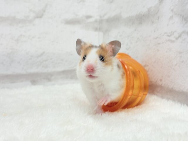 ゴールデンハムスター