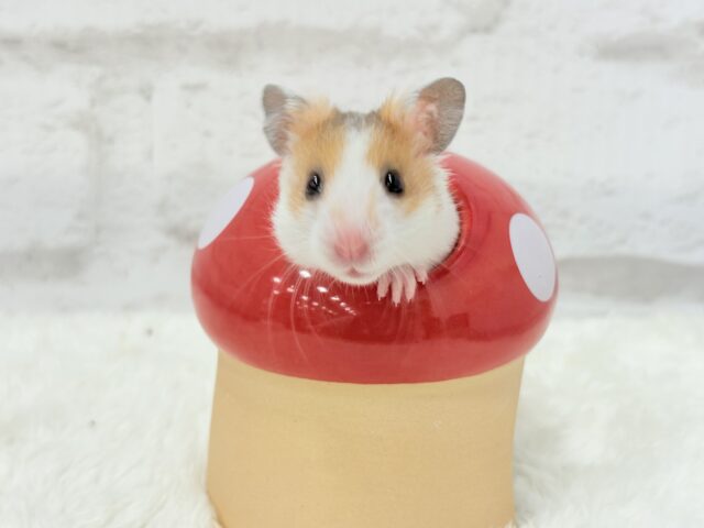 ゴールデンハムスター