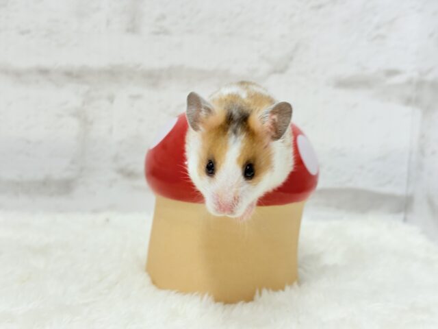 ゴールデンハムスター