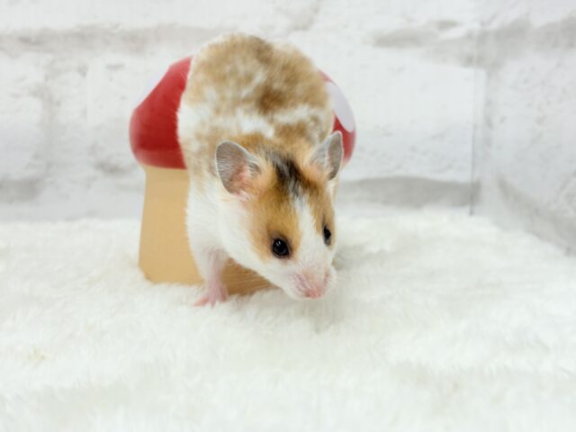 ゴールデンハムスター