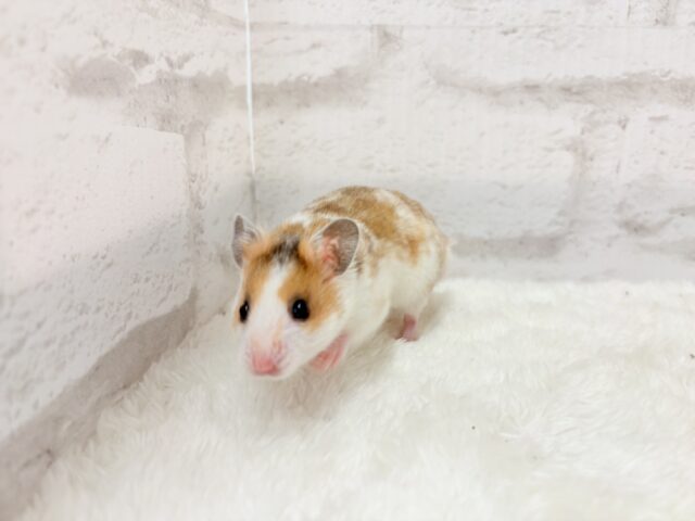 ゴールデンハムスター