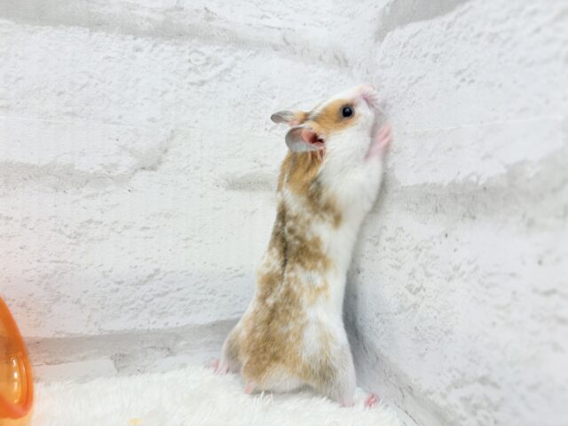 ゴールデンハムスター