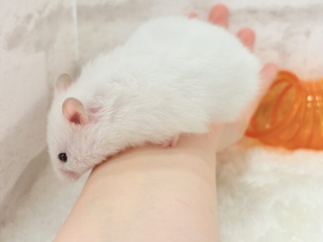 ゴールデンハムスター