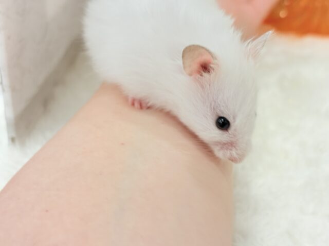 ゴールデンハムスター