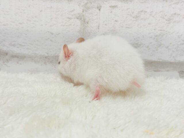 ゴールデンハムスター