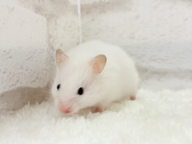ゴールデンハムスター