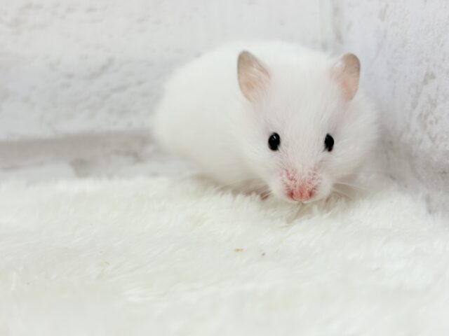 ゴールデンハムスター