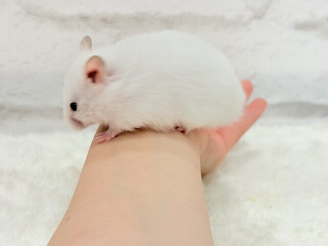 ゴールデンハムスター