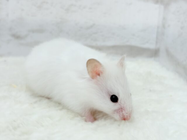 ゴールデンハムスター