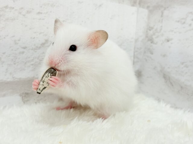 ゴールデンハムスター