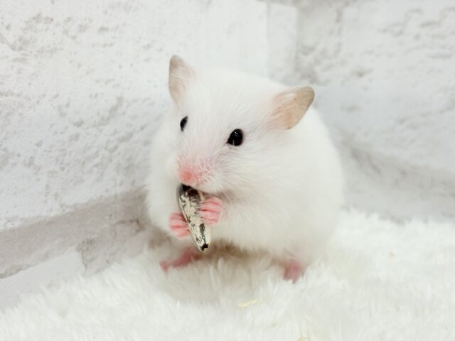 ゴールデンハムスター