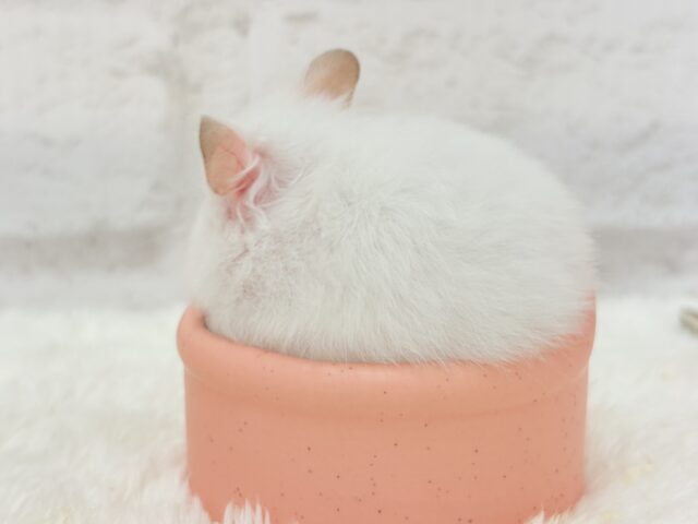 ゴールデンハムスター