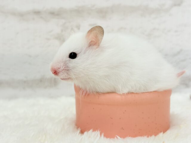 ゴールデンハムスター