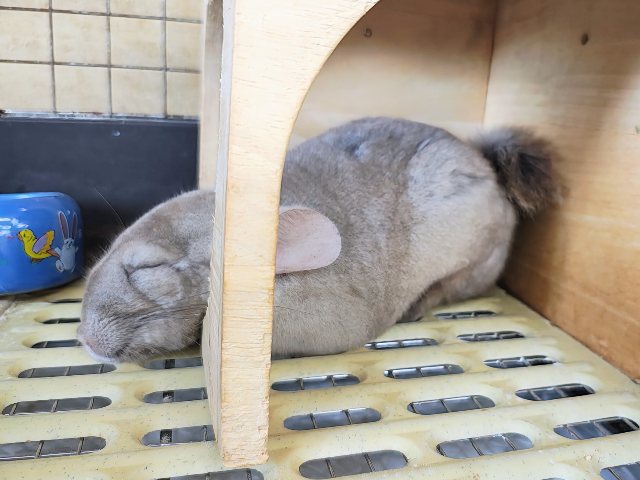 最新動画&画像更新♡触れるよ♡チンチラのシナモンカラーの女の子入舎しました! チンチラ