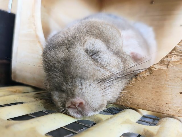 最新動画&画像更新♡触れるよ♡チンチラのシナモンカラーの女の子入舎しました! チンチラ