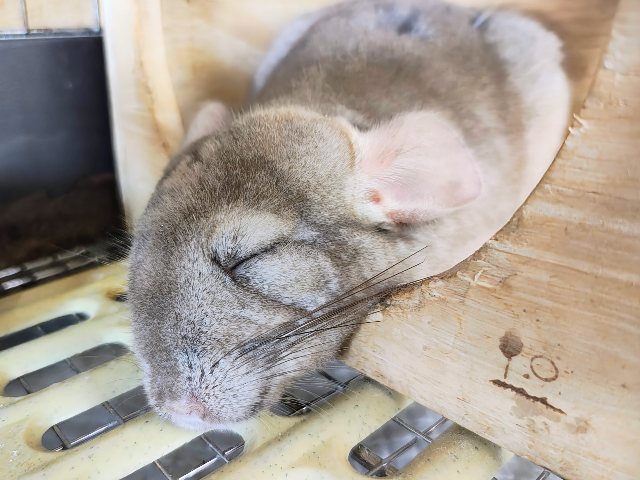 最新動画&画像更新♡触れるよ♡チンチラのシナモンカラーの女の子入舎しました! チンチラ