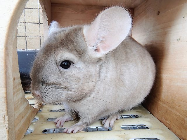 最新動画&画像更新♡触れるよ♡チンチラのシナモンカラーの女の子入舎しました! チンチラ