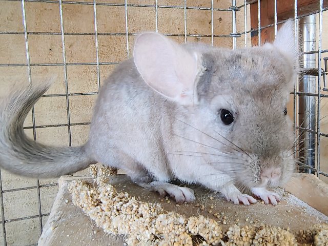 最新動画&画像更新♡触れるよ♡チンチラのシナモンカラーの女の子入舎しました! チンチラ