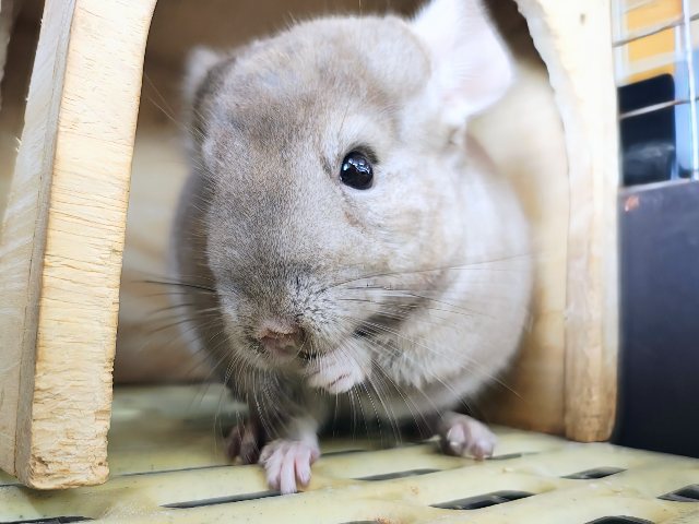 最新動画&画像更新♡触れるよ♡チンチラのシナモンカラーの女の子入舎しました! チンチラ