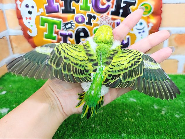 セキセイインコ