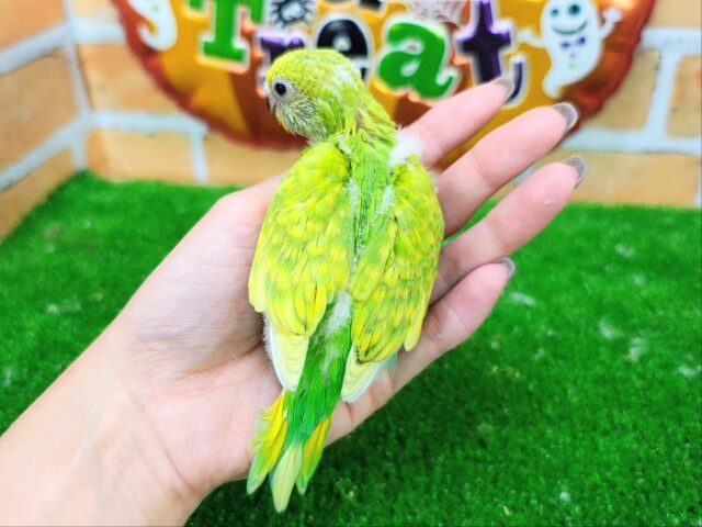 セキセイインコ