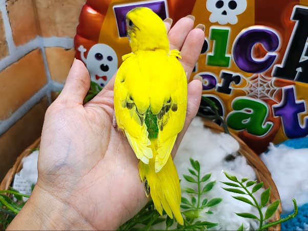 セキセイインコ