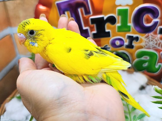 セキセイインコ