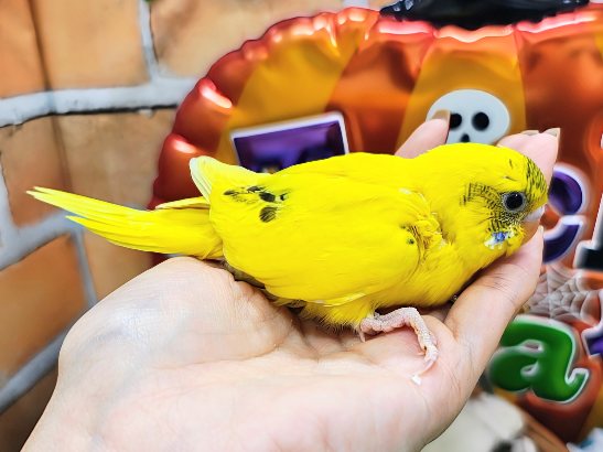 セキセイインコ