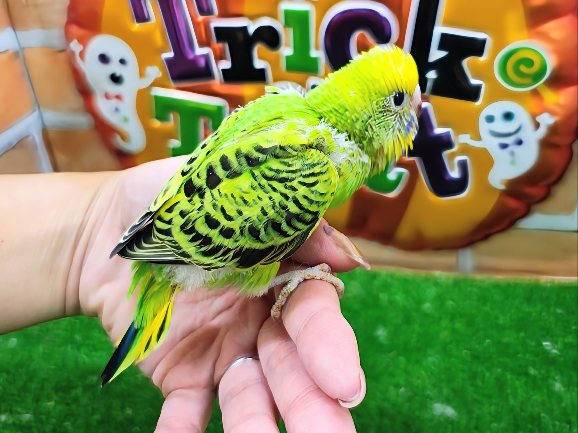 セキセイインコ