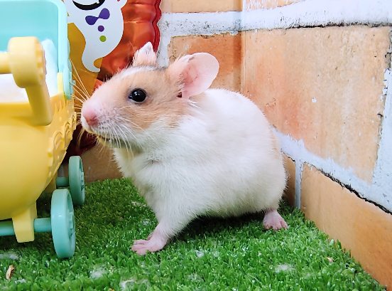 ゴールデンハムスター