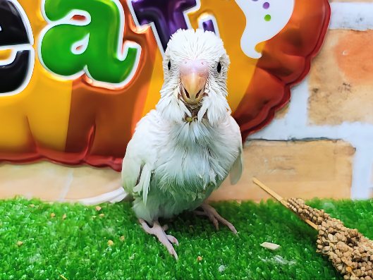 セキセイインコ