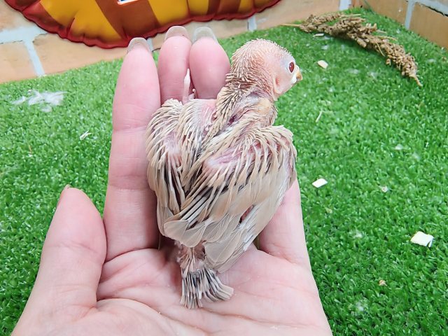 シナモン文鳥