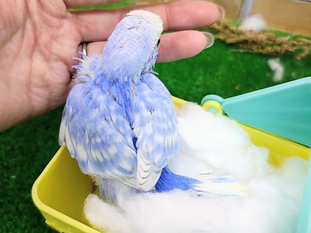 セキセイインコ