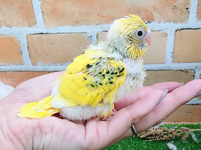 セキセイインコ