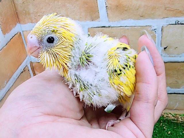 セキセイインコ