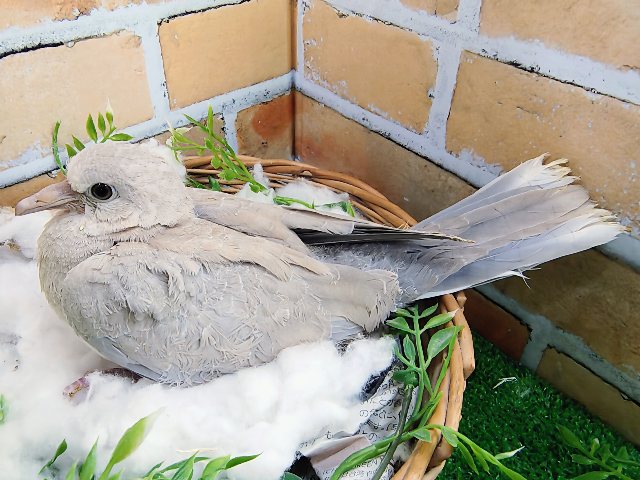 ジュズカケバト