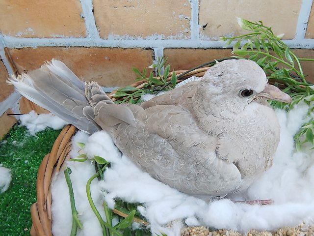 ジュズカケバト