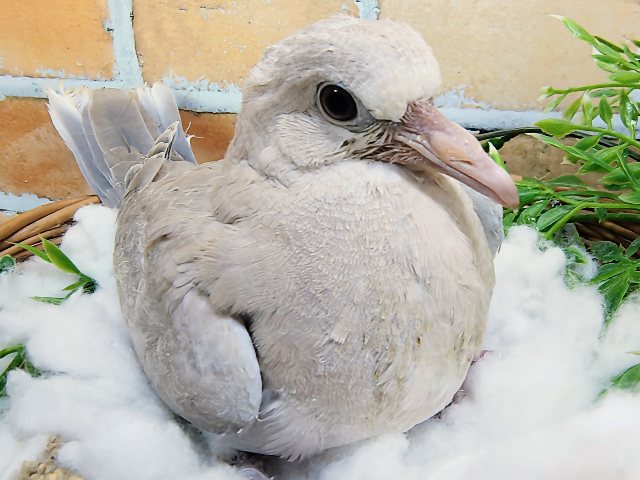 ジュズカケバト