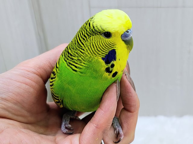 ジャンボセキセイインコ