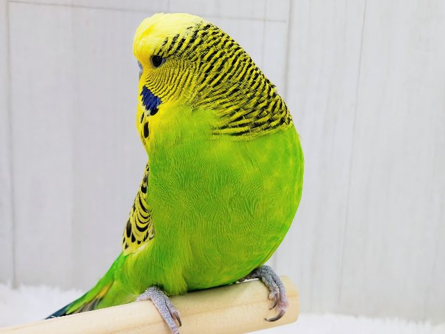 ジャンボセキセイインコ