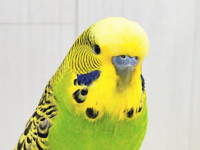 ジャンボセキセイインコ