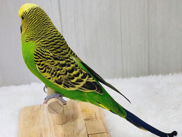 ジャンボセキセイインコ