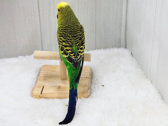 ジャンボセキセイインコ