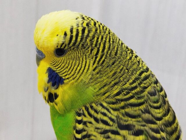 ジャンボセキセイインコ