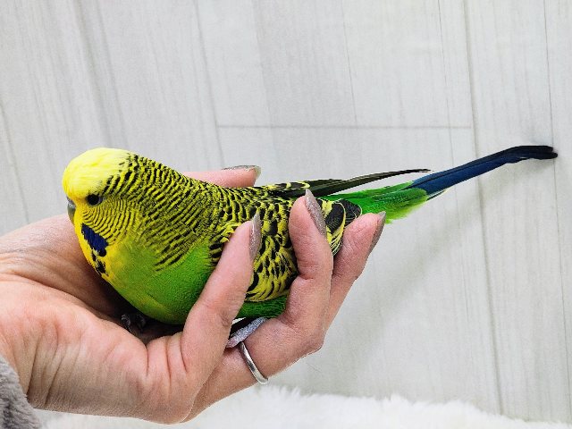 ジャンボセキセイインコ